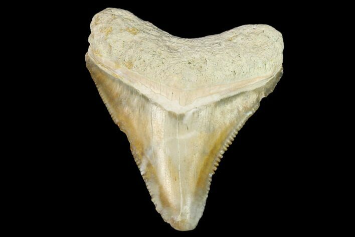 Serrated, Fossil Megalodon Tooth - Florida #122565